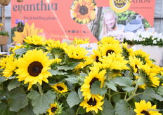 De SunSation van Evanthia is een welbekende potzonnebloem. Zowel enkel als meerbloemig beschikbaar. Nu ook in 4 kleuren; Yellow, Flame, Lemon & Spirit.